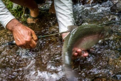 Temple Fork Outfitters Trout-Panfish Spinning Rods 22 Temple Fork Outfitters Trout-Panfish Spinning Rods -Fishing Products Store 21122588 1612726152092001 5893757740725659703 o