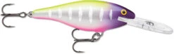 Rapala Shad Rap 1 1/2 Inch Medium Diving Crankbait SR04 -Fishing Products Store SR04MFT 068c5efb 4f35 4c3c 8485 ef6c48f93c9d